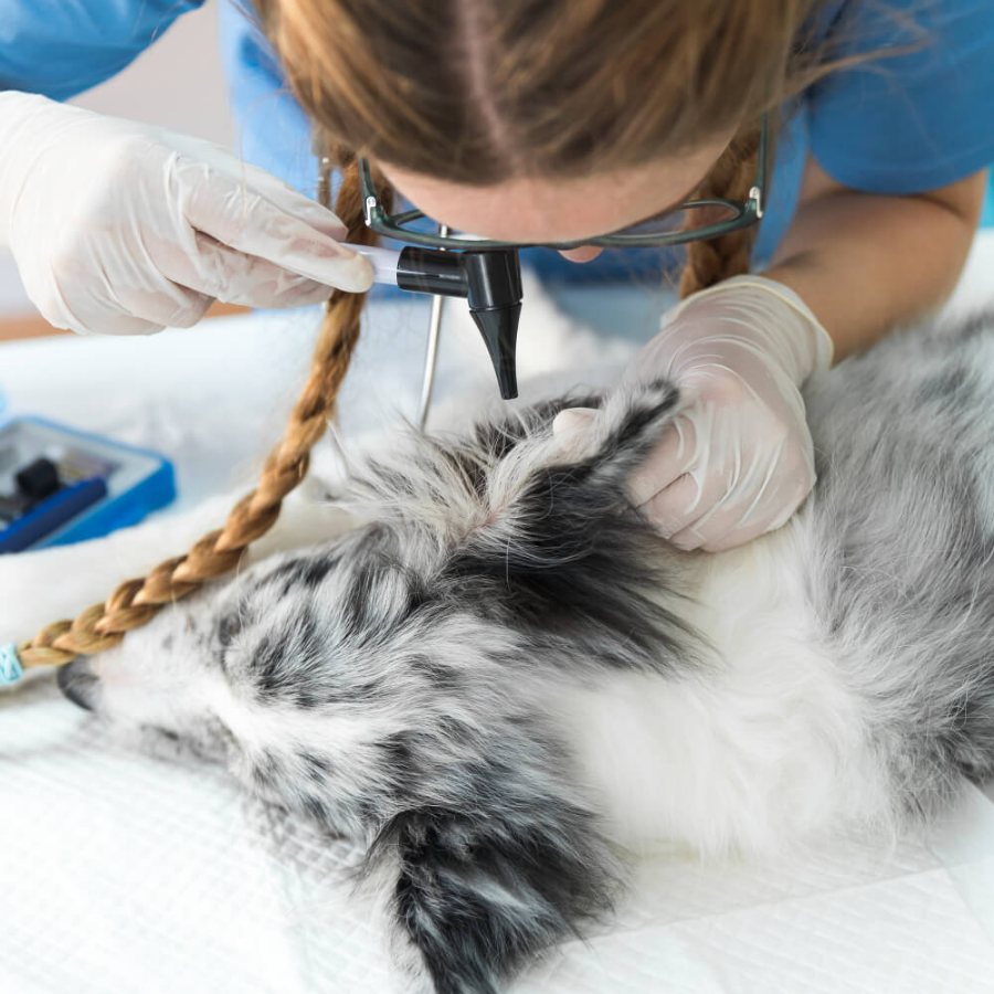Médecine interne
